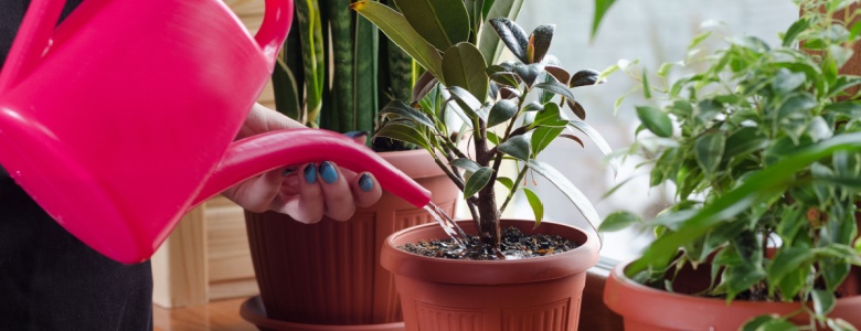A woman watering indoor plants.