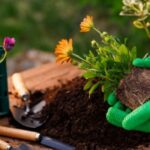 A woman adding plants to a garden.