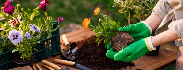 A woman adding plants to a garden.