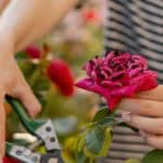 A gardener pruning a rose bush.