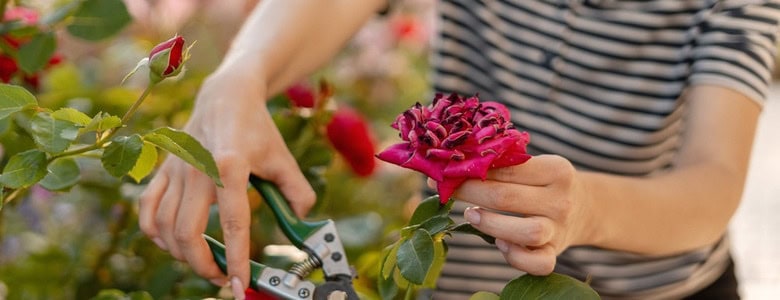 A gardener pruning a rose bush.